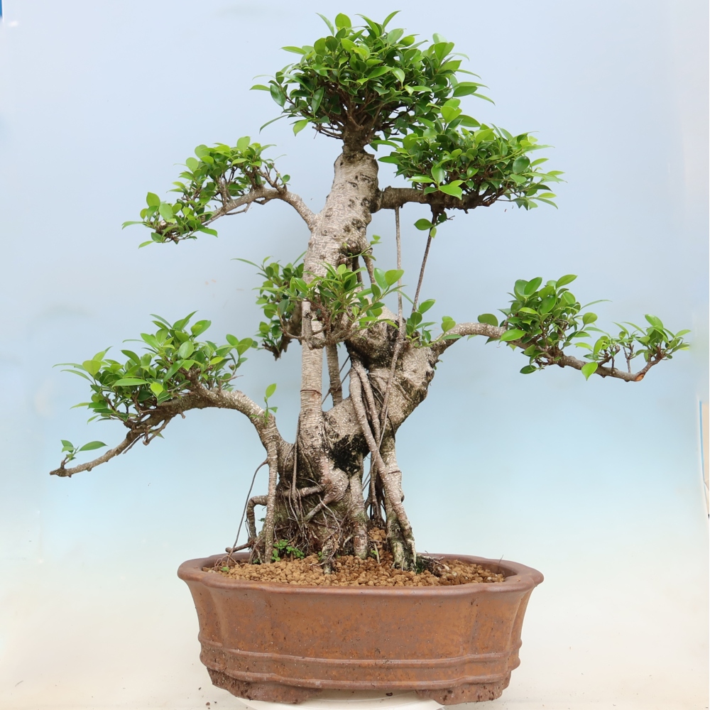 Kamerbonsai - Ficus kimmen - kleinbladige ficus