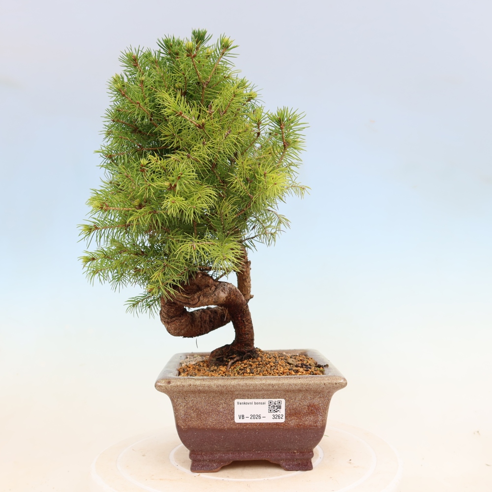 Bonsai voor buiten - Gewone spar - Picea glauca bol