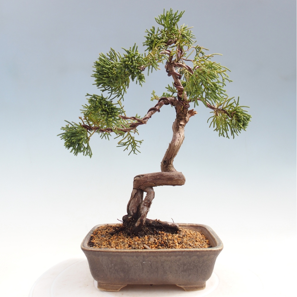 Bonsai voor buiten - Juniperus chinensis Kishu