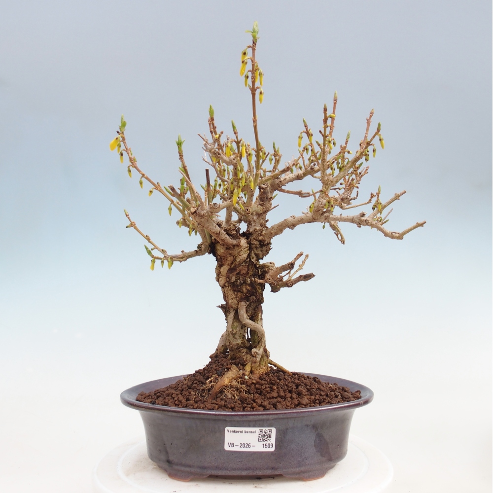 Bonsai voor buiten - Zlatice - Forsythia koreana