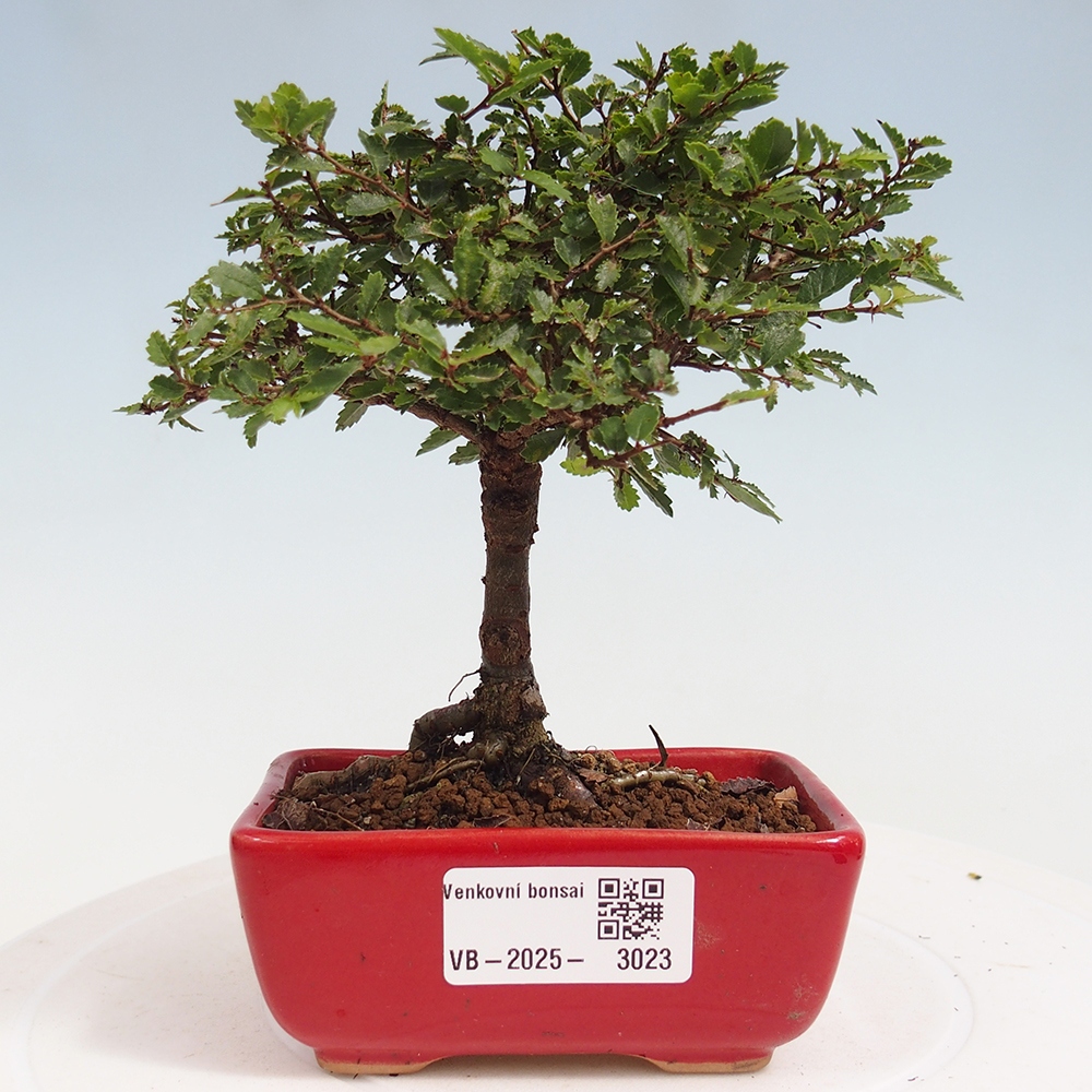 Bonsai voor buiten - Ulmus parvifolia Sagei - Kleinbladige iep