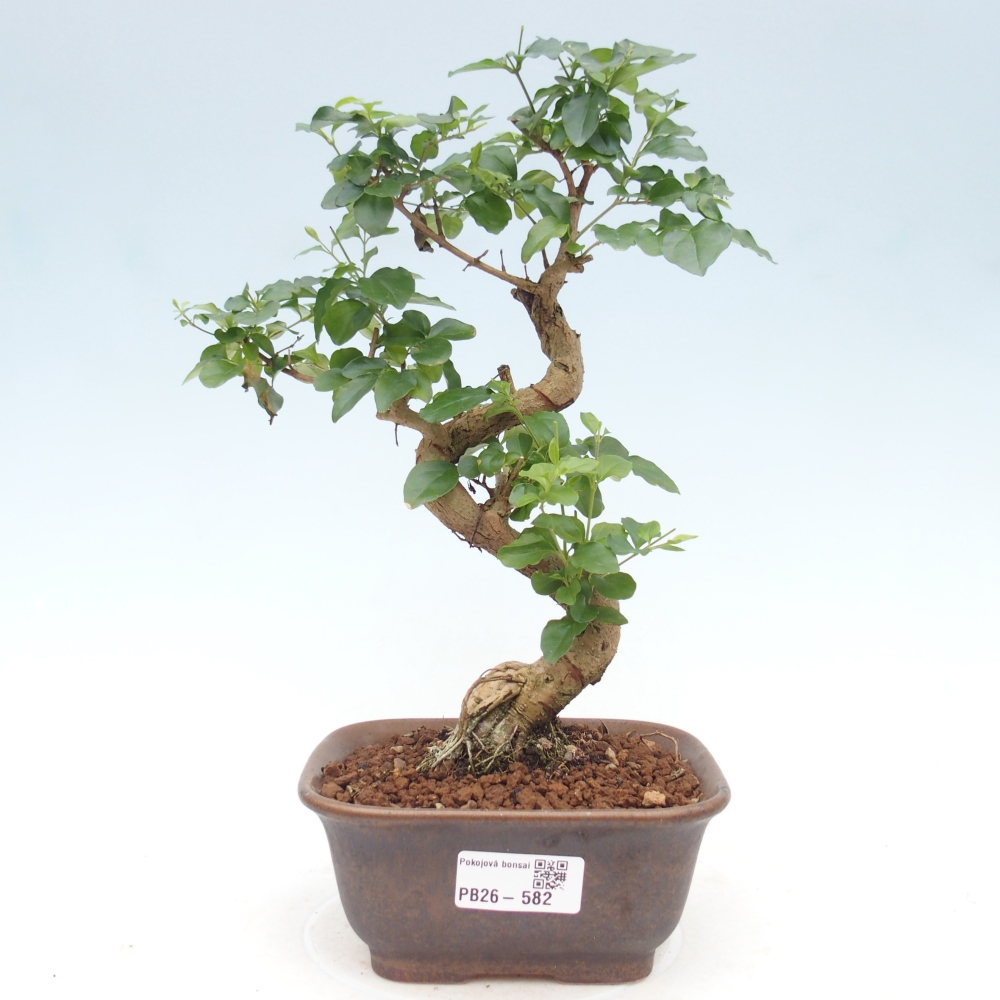 Kamerbonsai -Ligustrum chinensis - Vogelsnavel