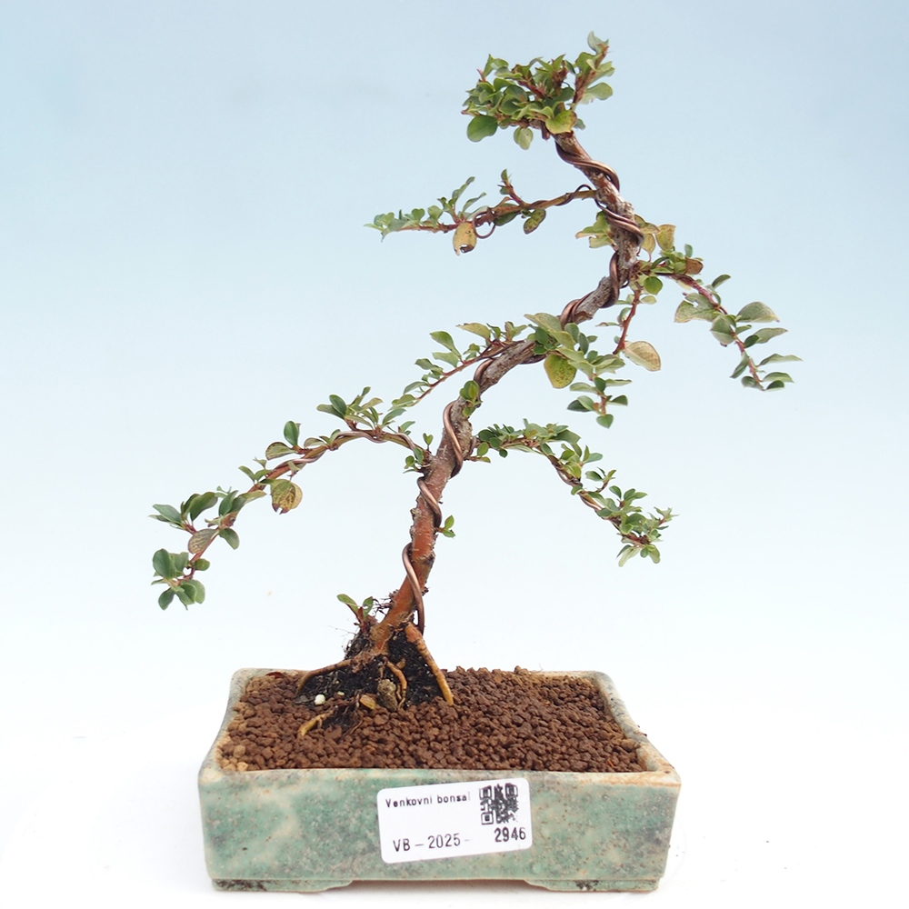 Bonsai voor buiten - Cotoneaster horizontalis - Rocky Mountain