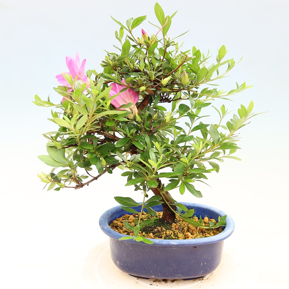 Bonsai voor buiten - Japanse Azalea - Azalea Yoko