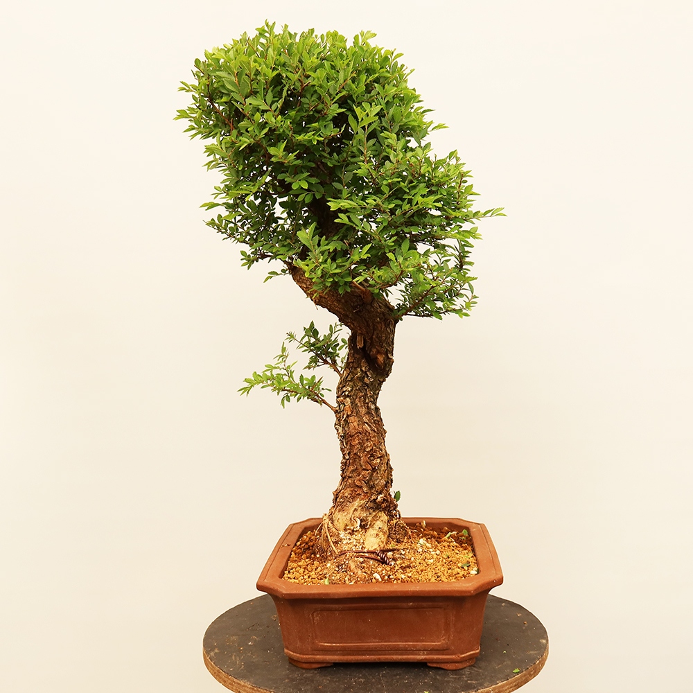 Bonsai voor buiten - Zelkova - Zelkova NIRE