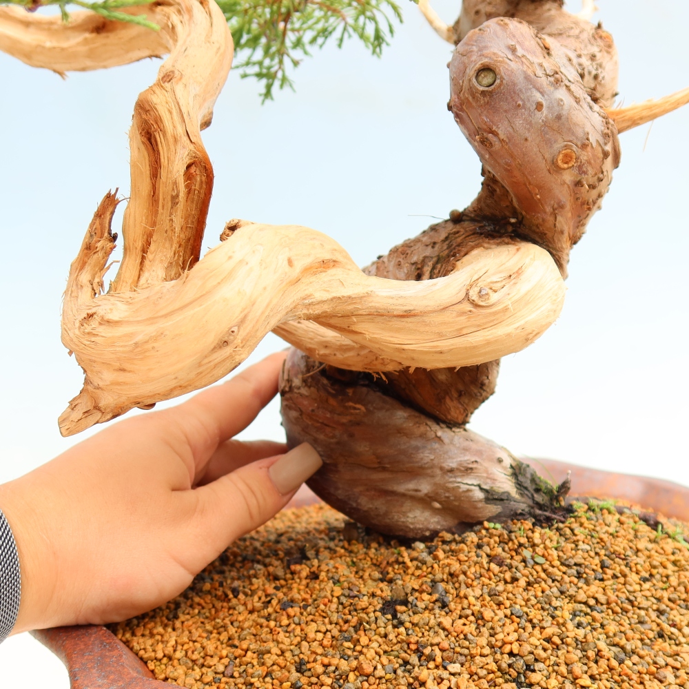 Bonsai voor buiten - Juniperus chinensis Itoigawa-Juniperus chinensis