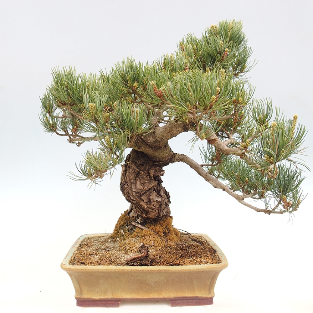 Bonsai voor buiten - Pinus parviflora - Pinus parviflora
