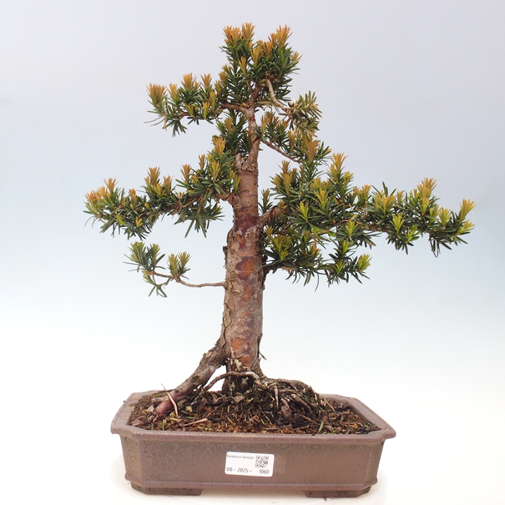Bonsai voor buiten - Taxus cuspidata - Japanse Taxus
