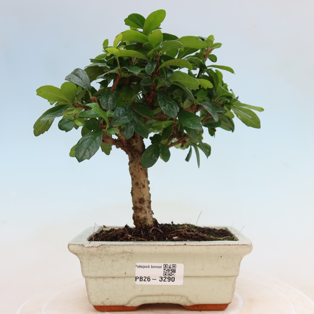 Kamerbonsai - Carmona macrophylla - Thee fuki