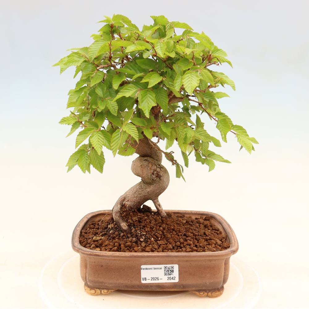 Bonsai voor buiten -Carpinus Coreana - Koreaanse haagbeuk