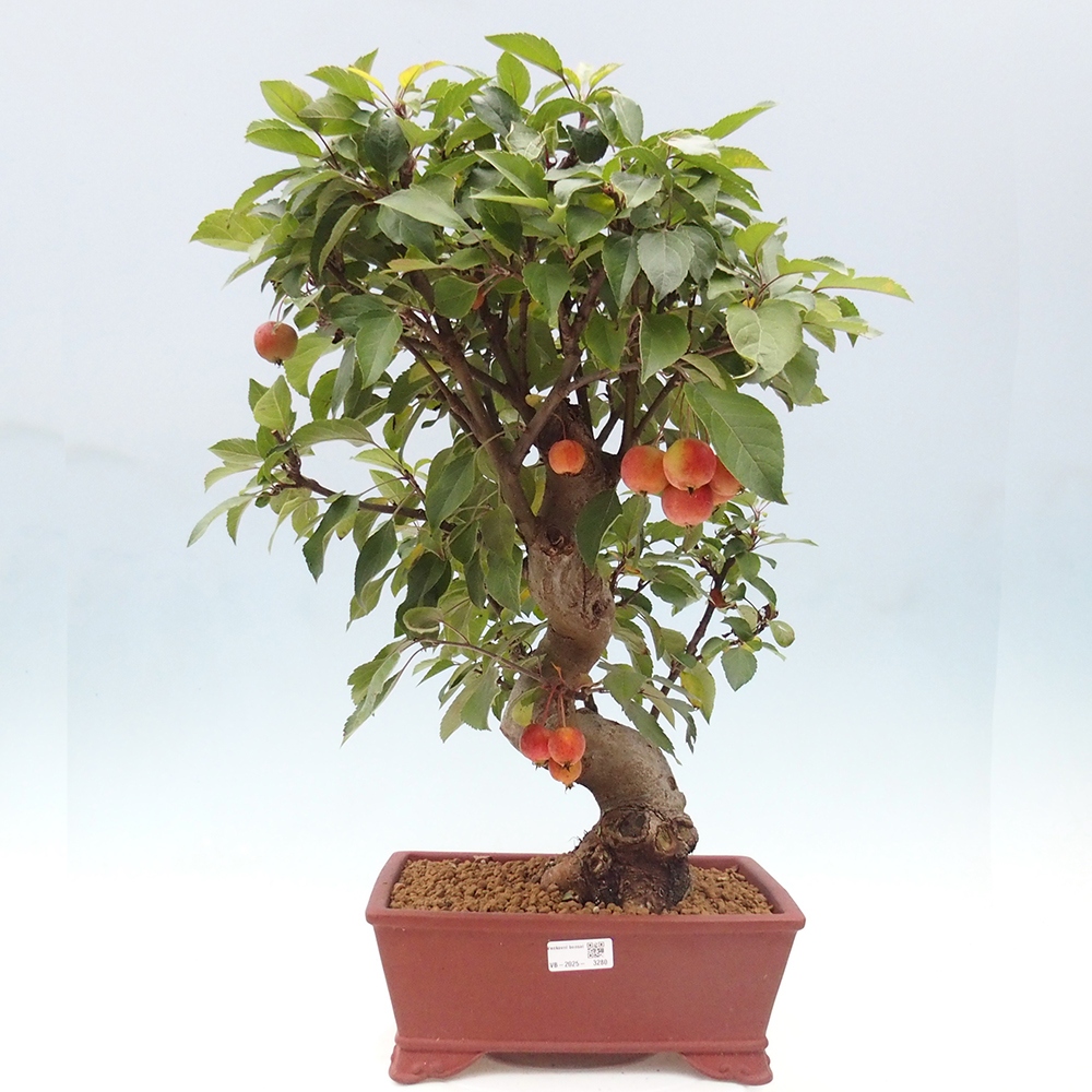 Bonsai voor buiten -Malus halliana - Appelboom met kleine vruchten