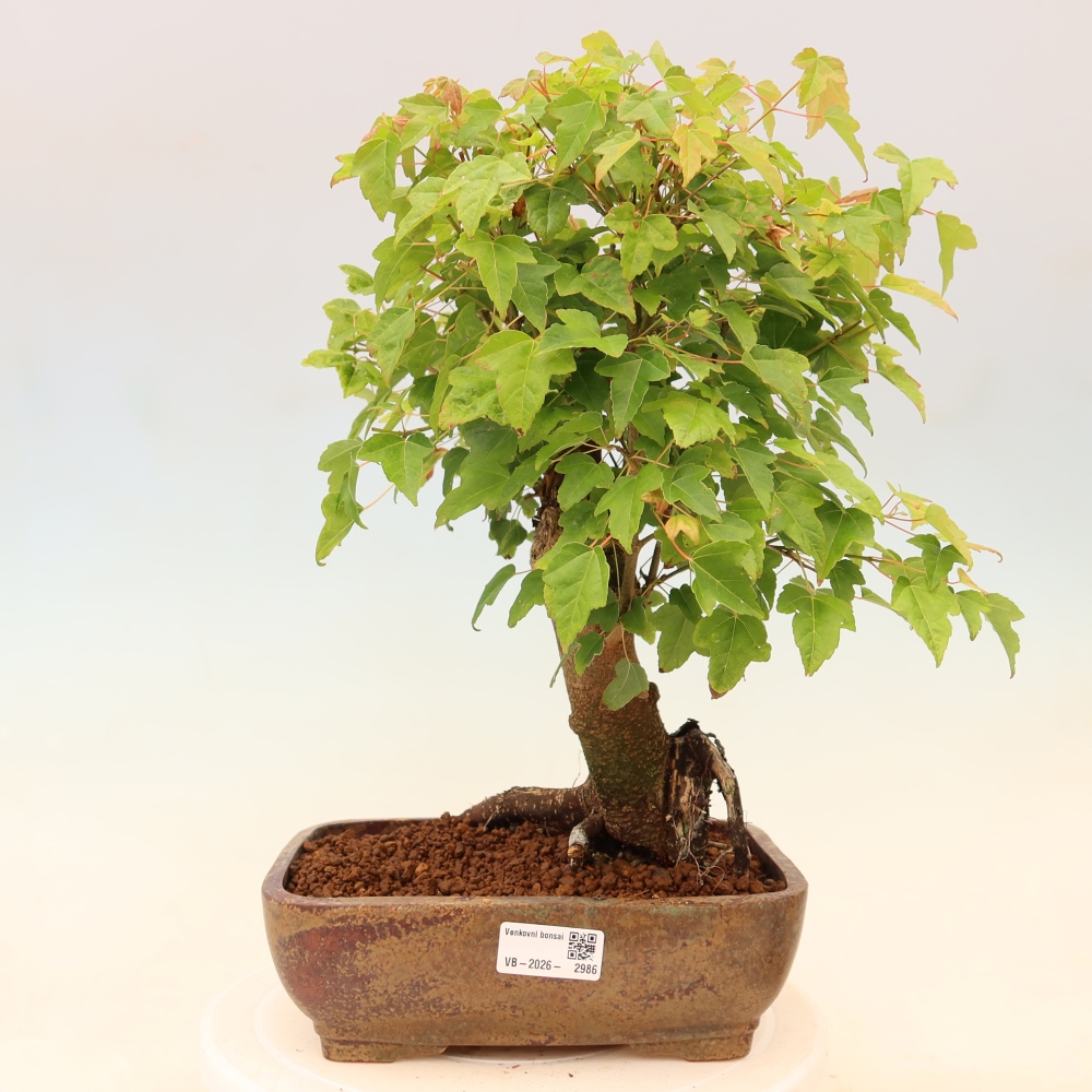 Bonsai voor buiten - Esdoorn Burger - Acer Burgerianum