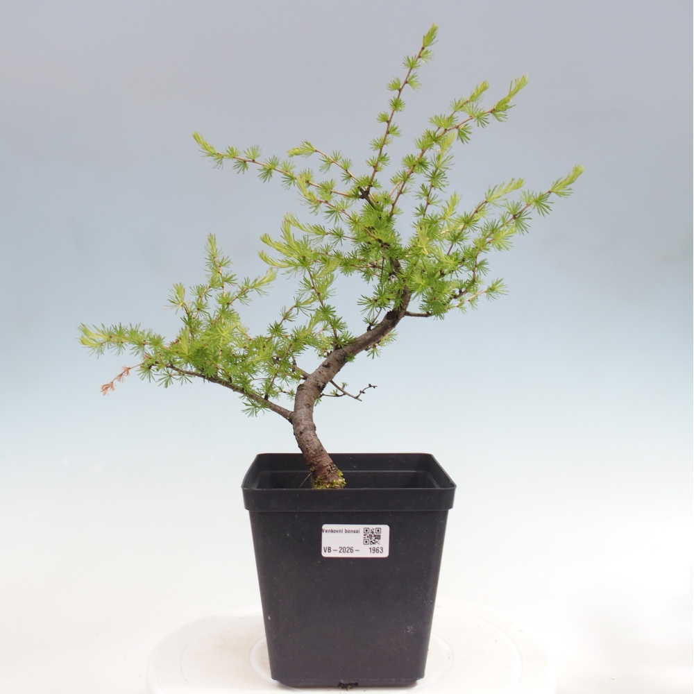 Bonsai voor buiten -Larix decidua - Lariks