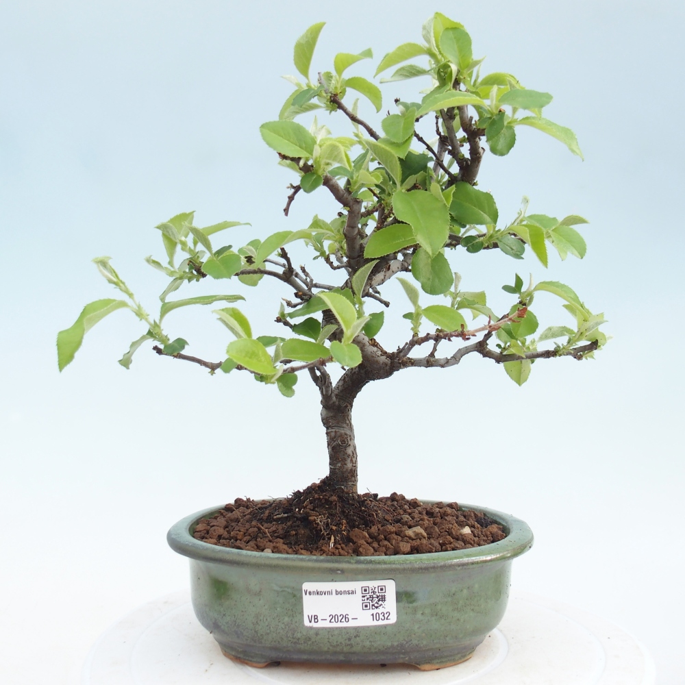 Bonsai voor buiten - Chaneomeles chinensis