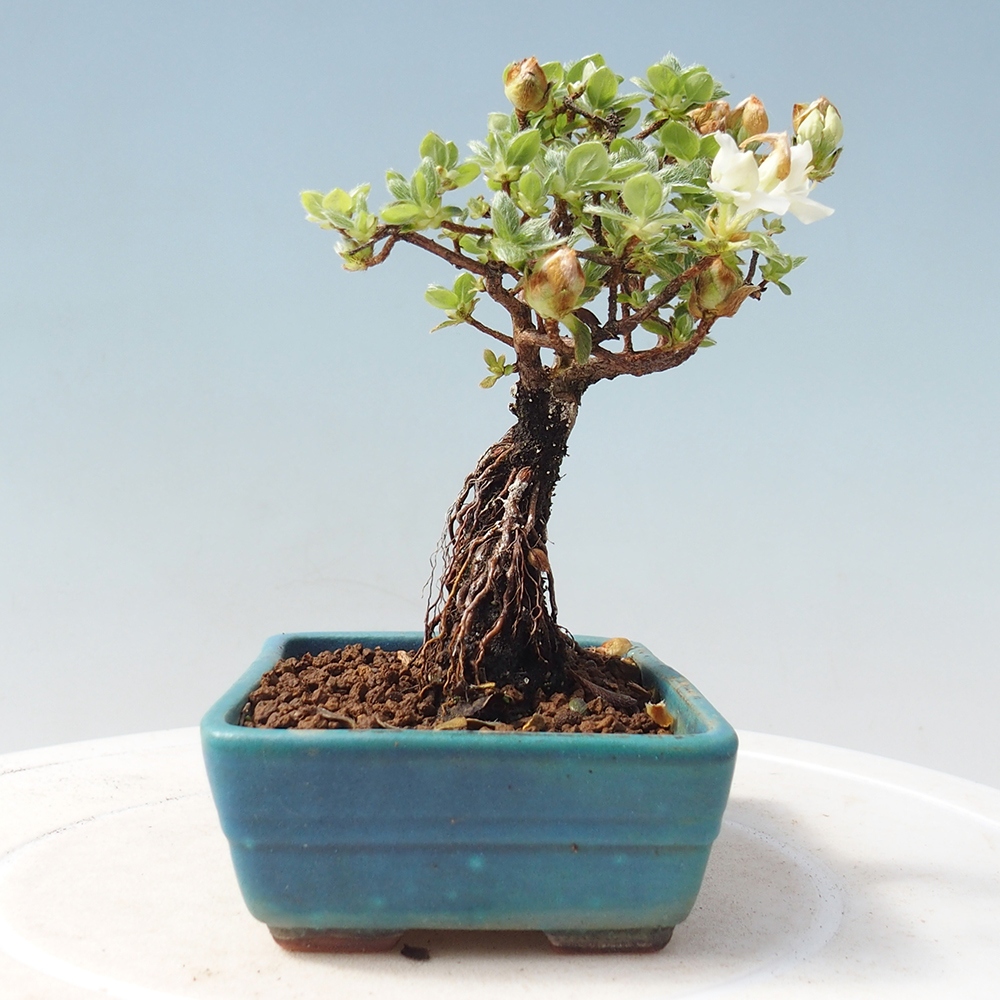 Bonsai voor buiten - Rhododendron indicum - Japanse azalea