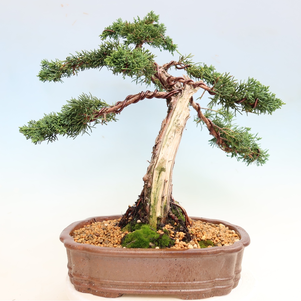 Bonsai voor buiten - Juniperus chinensis Kishu