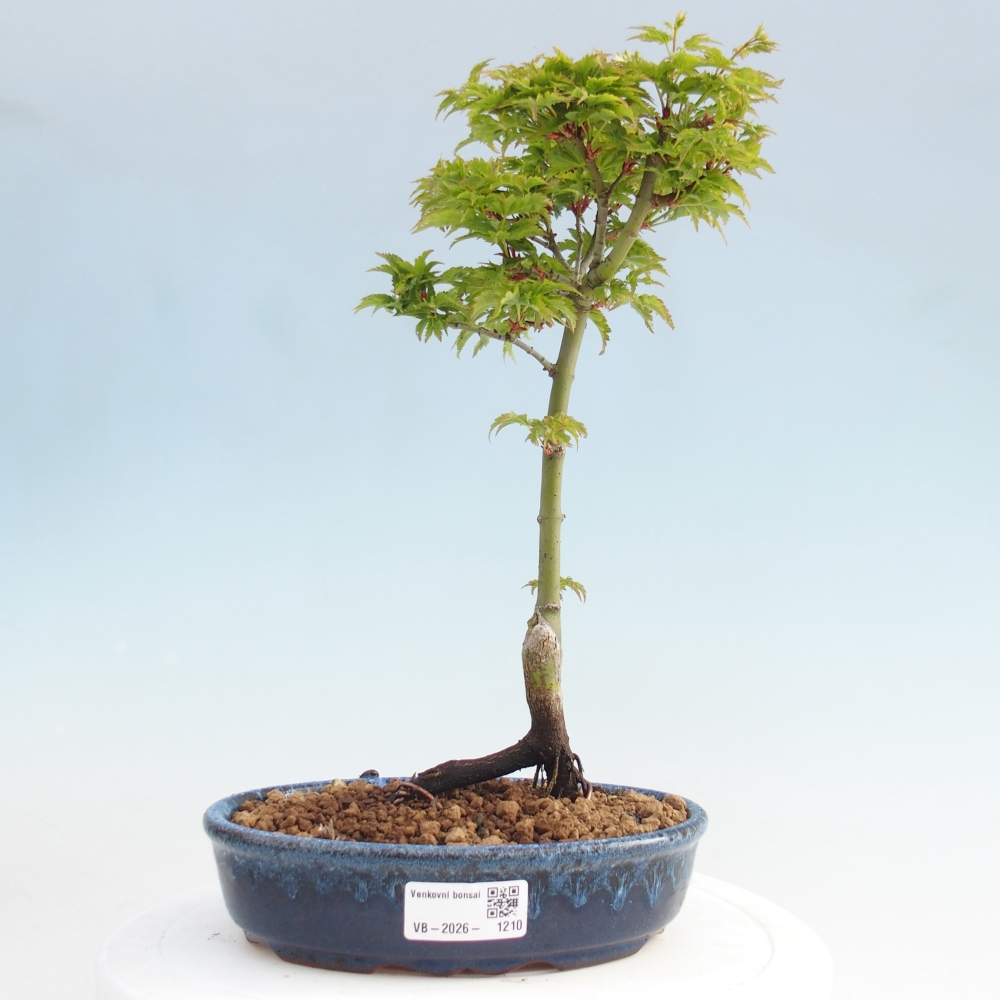 Bonsai voor buiten -Javor palm Acer palmatum Shishigashira