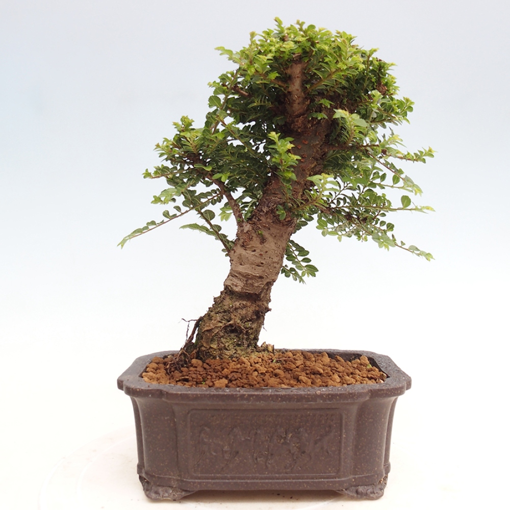 Bonsai voor buiten - Ulmus parvifolia Hokkaido - Chinese iep