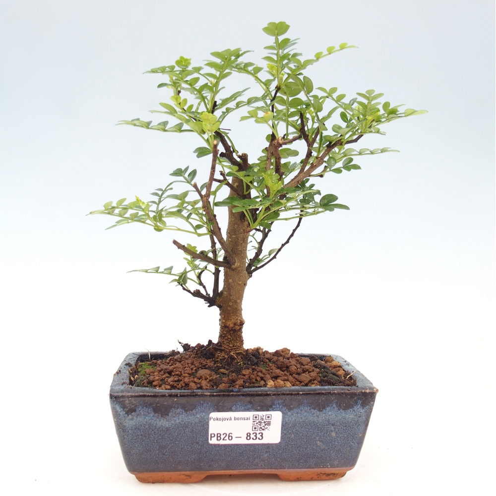 Kamerbonsai - Zantoxylum piperitum - peperboom