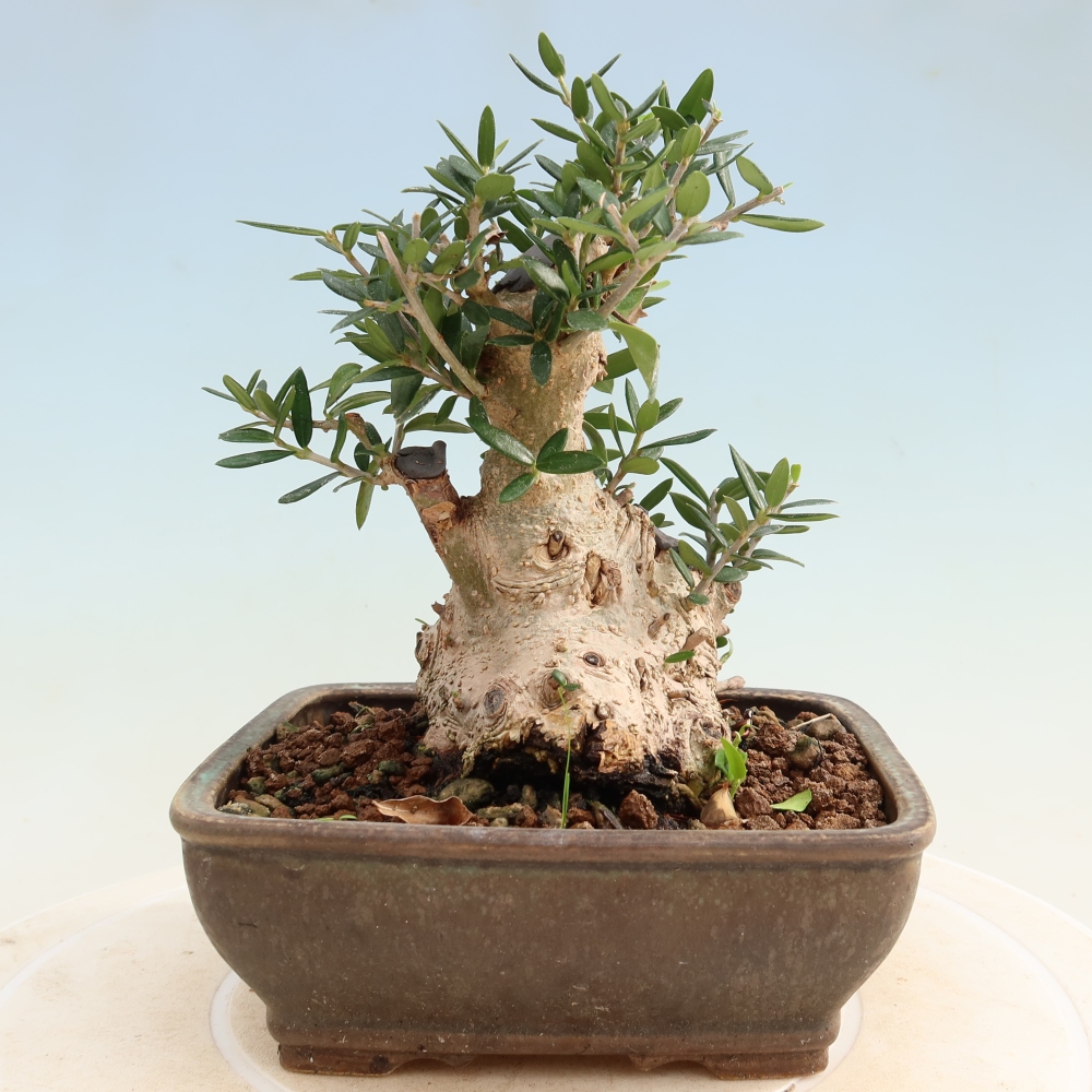 Bonsai voor binnen - Olea europaea sylvestris