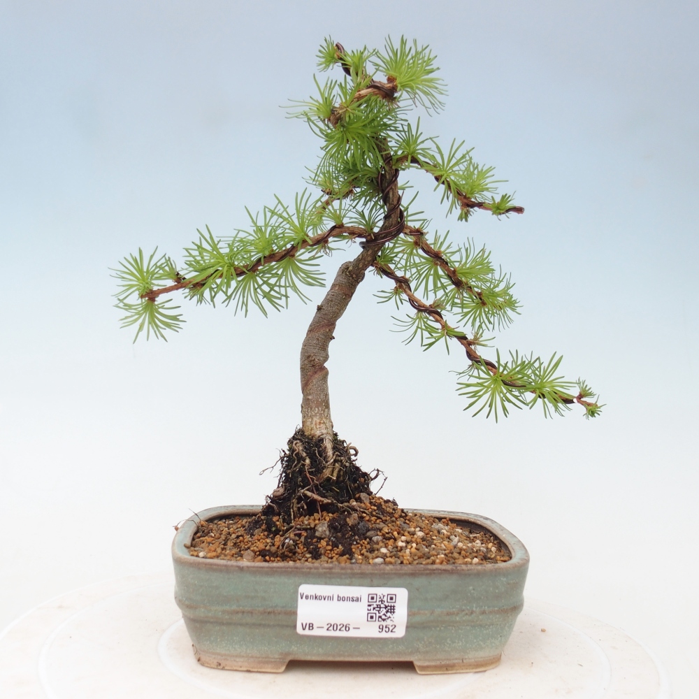 Bonsai voor buiten - Larix Kaempferi - Japanse lariks