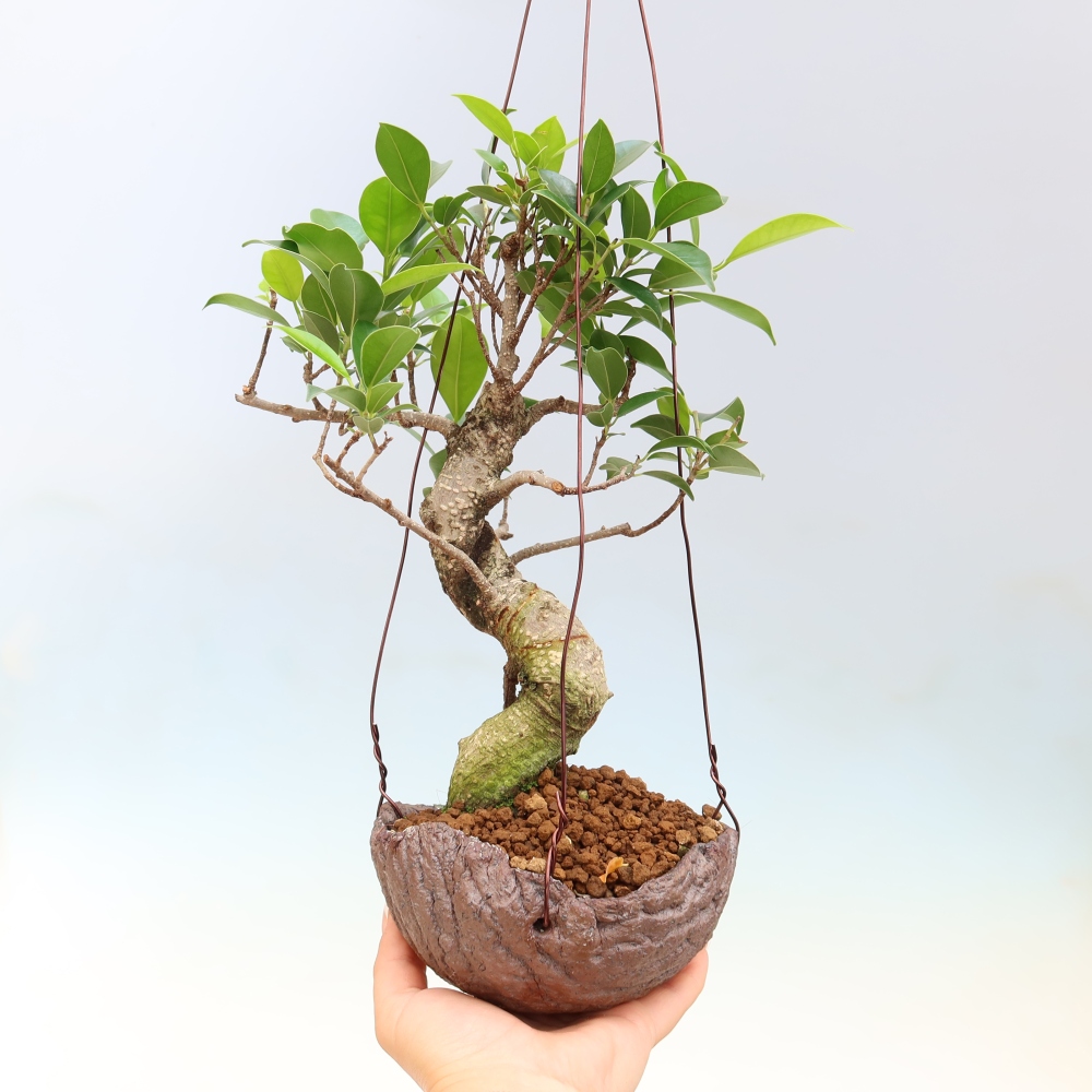 Kokedama in keramiek - kleinbladige ficus - Ficus kimmen