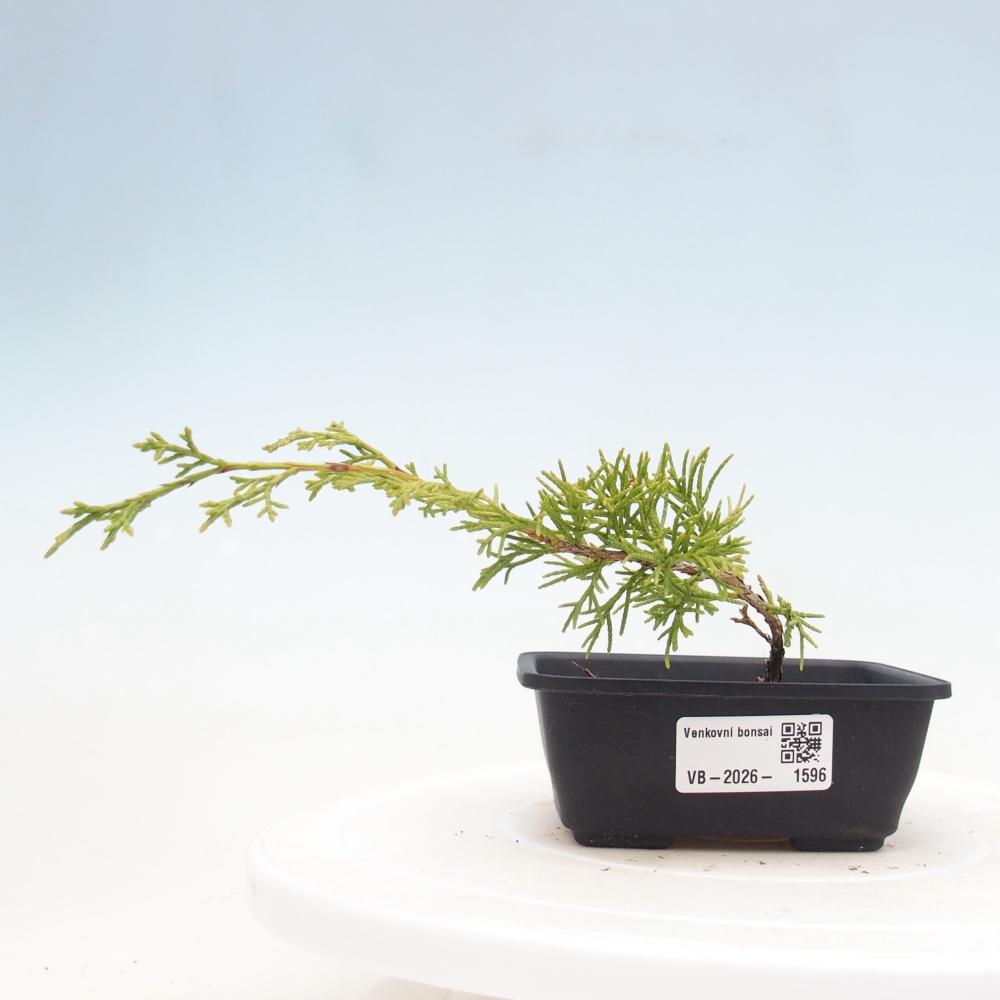 Bonsai voor buiten - Juniperus chinensis Itoigawa