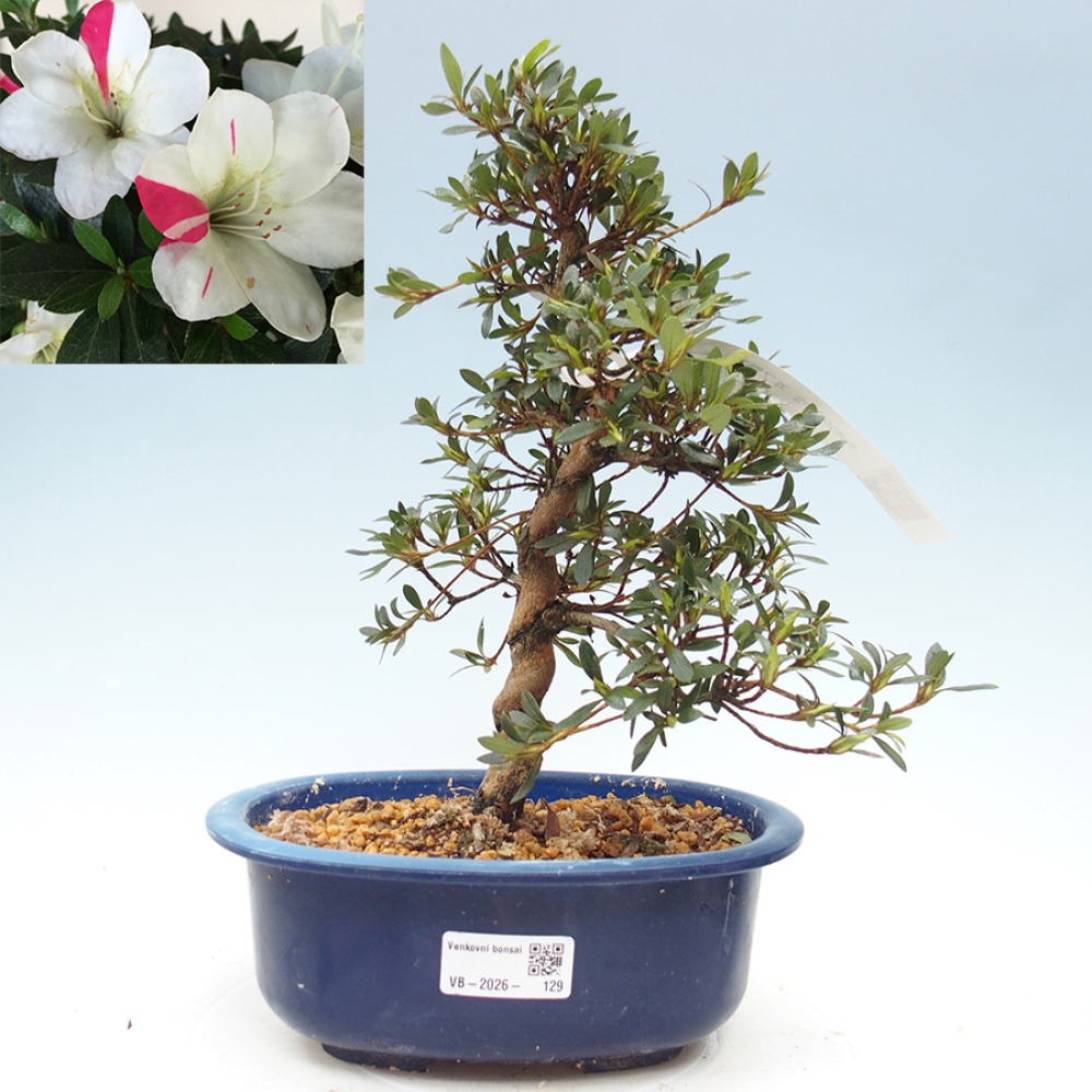 Bonsai voor buiten - Japanse Azalea - Azalea Suigootome