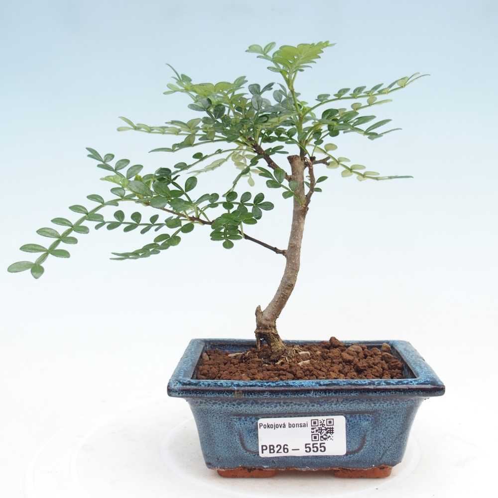 Kamerbonsai - Zantoxylum piperitum - peperboom