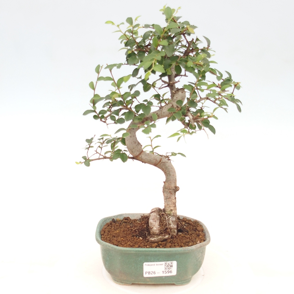 Kamerbonsai - Ulmus parvifolia - Winteriep