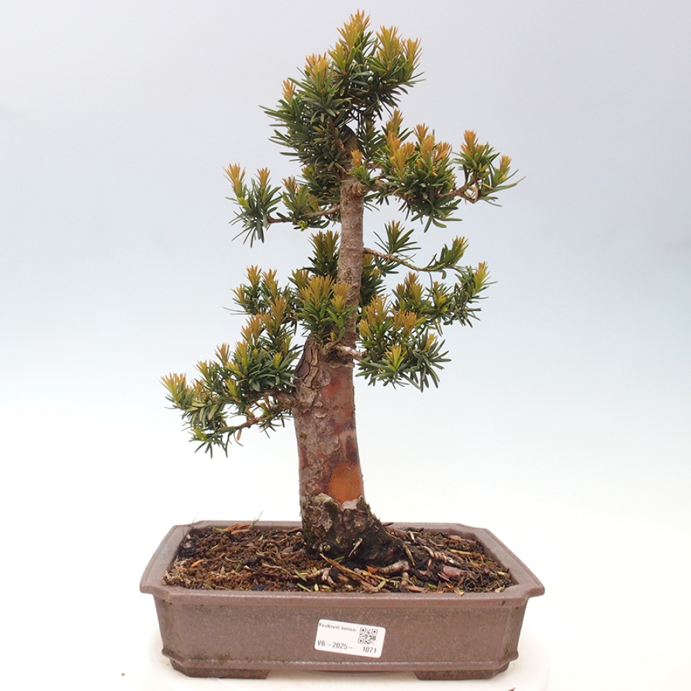 Bonsai voor buiten - Taxus cuspidata - Japanse Taxus
