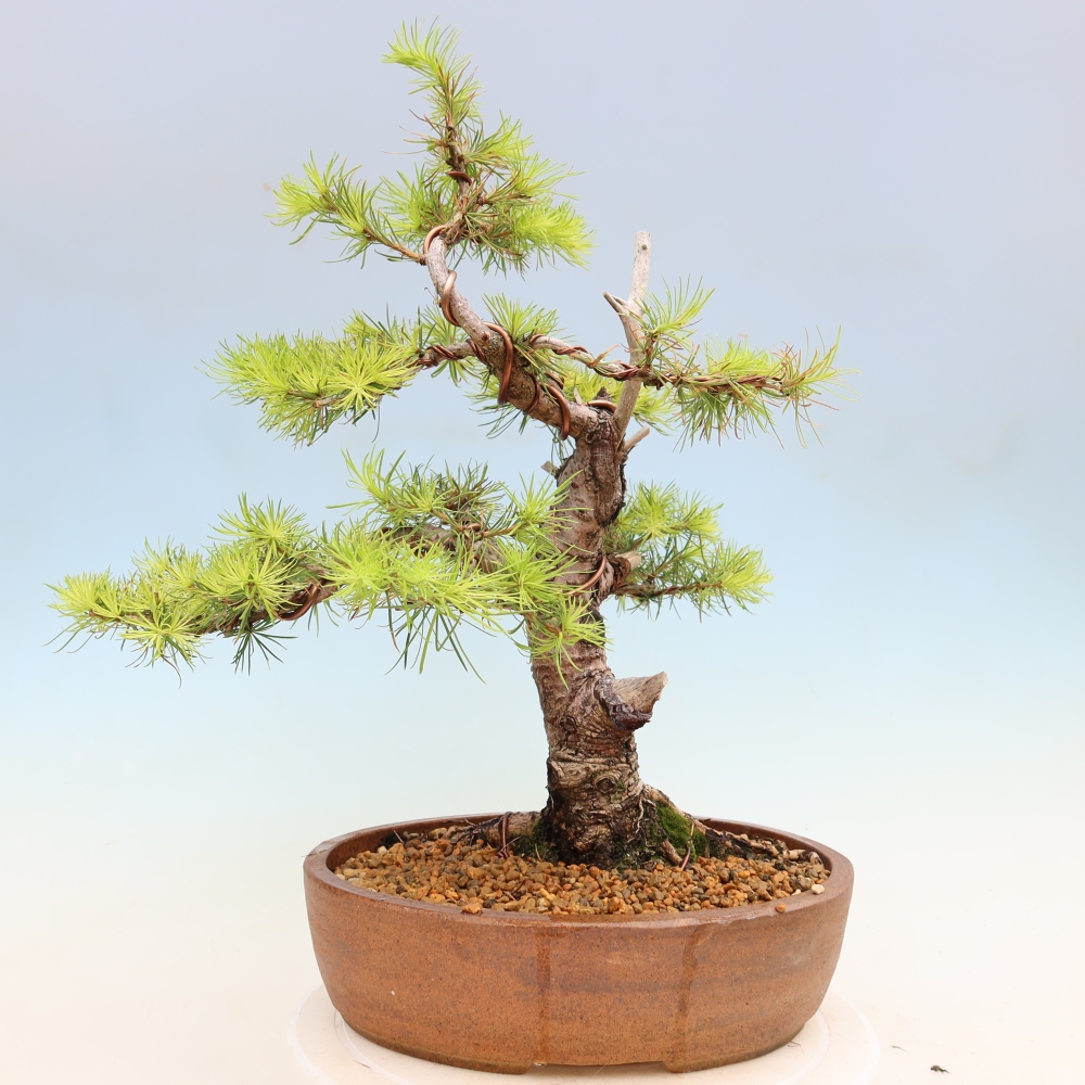 Bonsai voor buiten -Larix decidua - Lariks