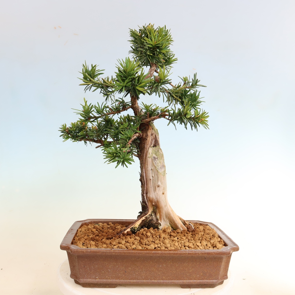 Bonsai voor buiten - Taxus cuspidata - Japanse Taxus