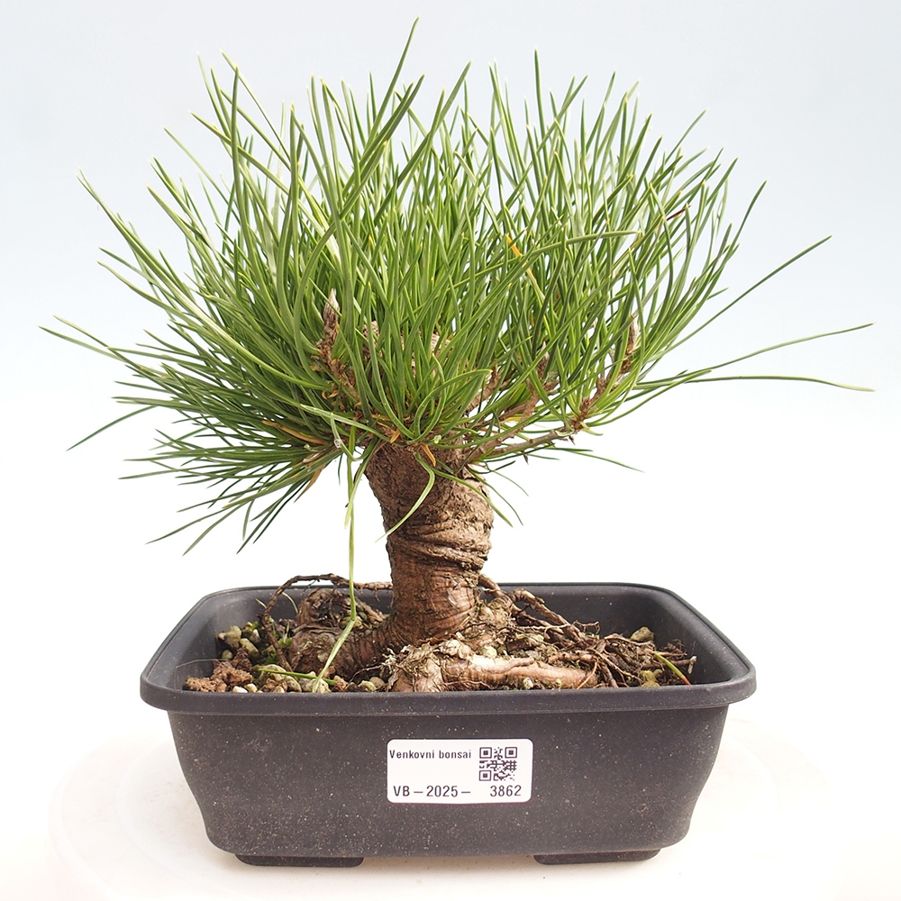 Bonsai voor buiten - Pinus thunbergii - Thunberg den