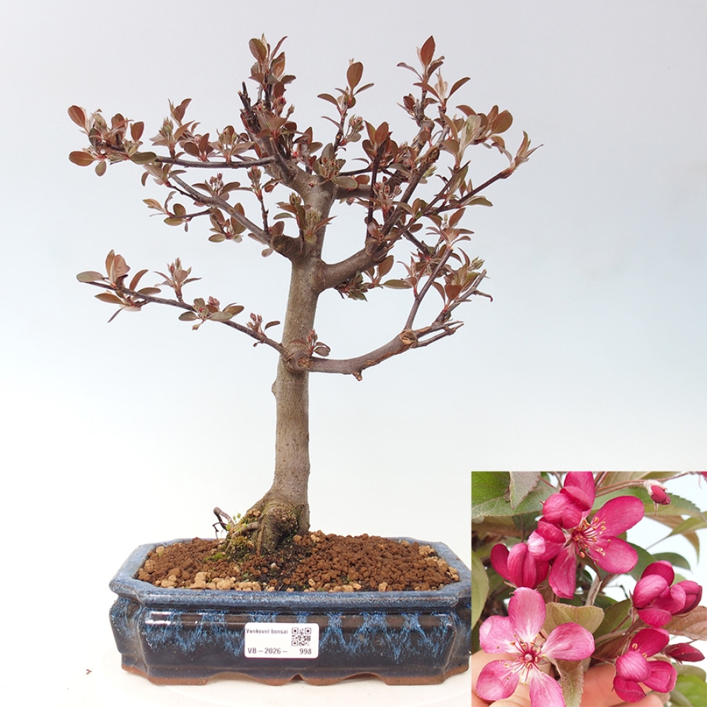 Bonsai voor buiten -Malus domestica - Roodbladige appelboom met kleine vruchten