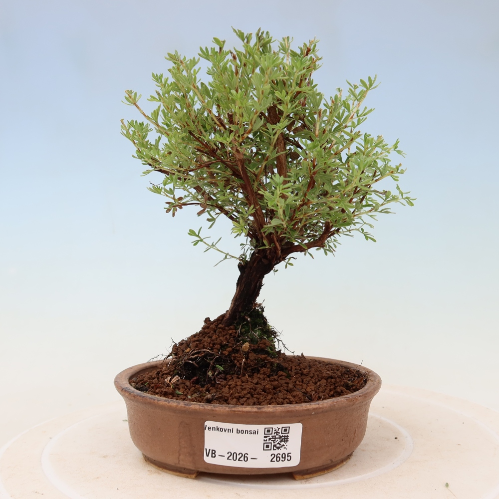 Bonsai voor buiten – Struikpotentilla – Potentilla fruticosa Goldkissen
