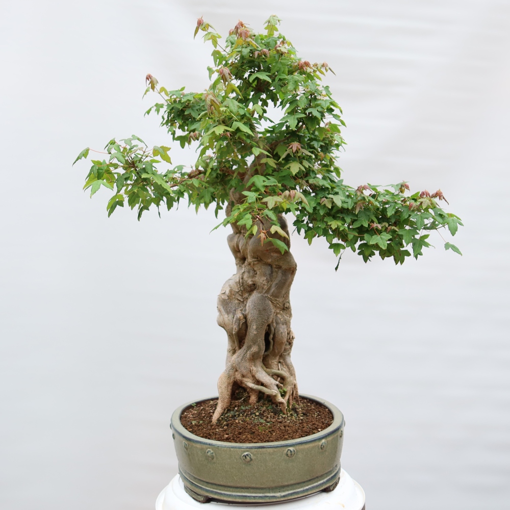 Bonsai voor buiten - Esdoorn Burger - Acer Burgerianum