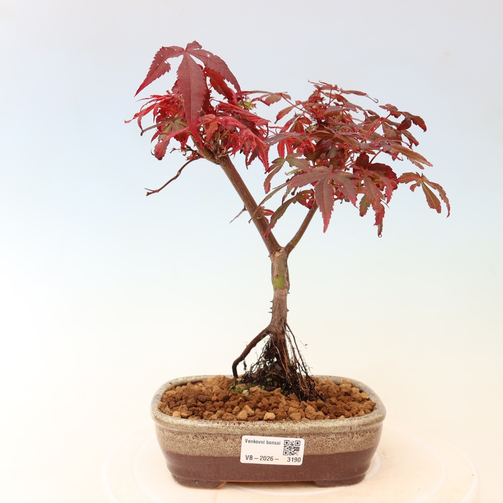 Buitenbonsai - Palmbladige esdoorn  - Acer palmatum Berry Broom 