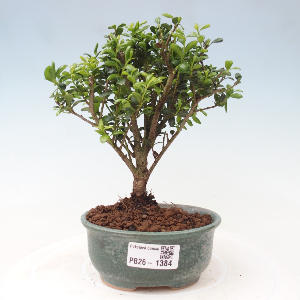Kamerbonsai - Ilex crenata - Hulst