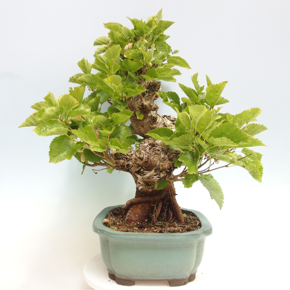 Bonsai voor buiten -Morus alba - moerbei