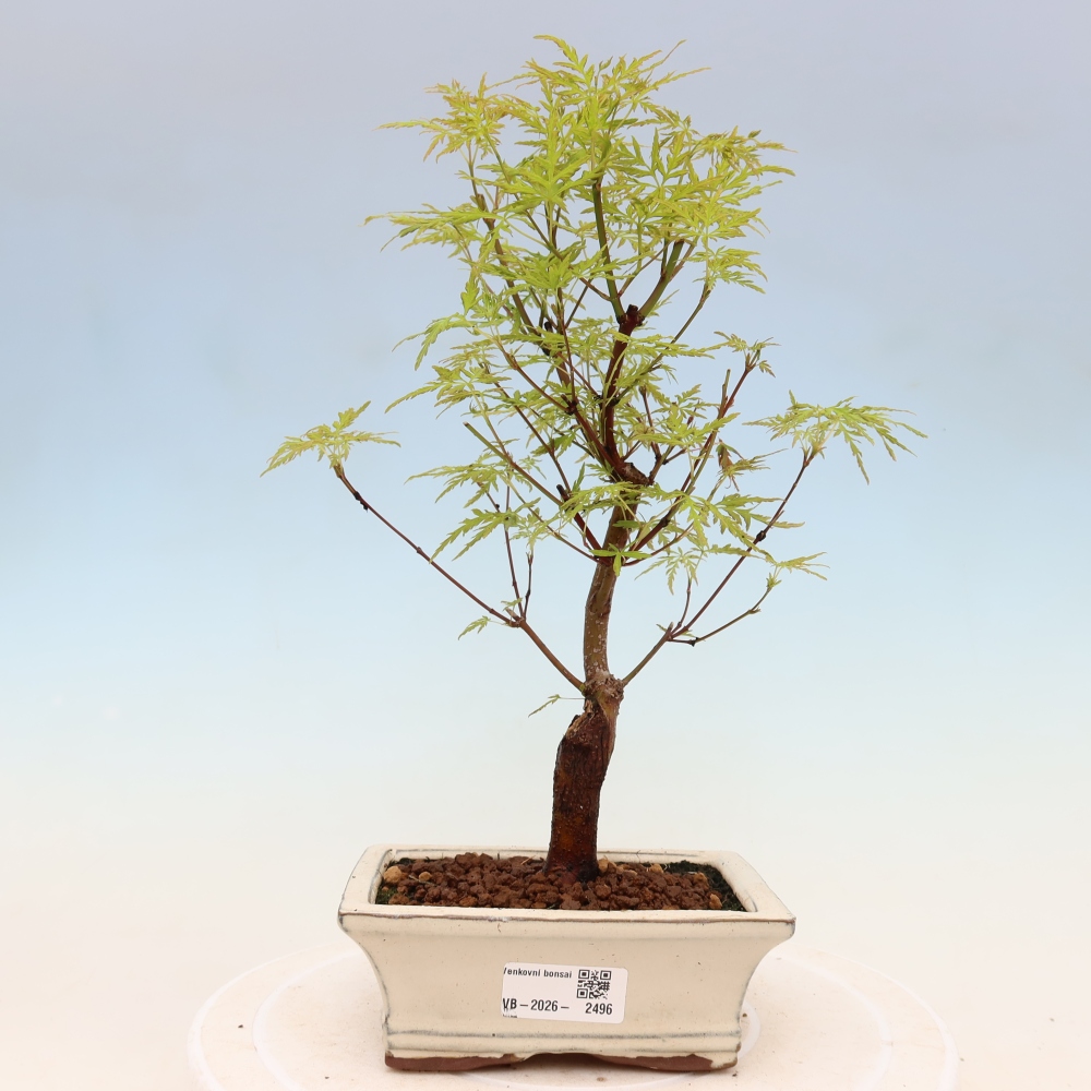 Bonsai voor buiten - Acer palmatum Dissectum