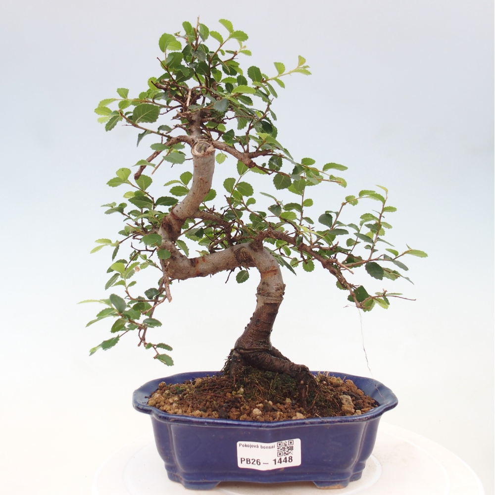 Kamerbonsai - Ulmus parvifolia - Winteriep