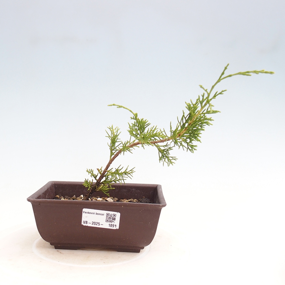 Bonsai voor buiten - Juniperus chinensis Itoigawa