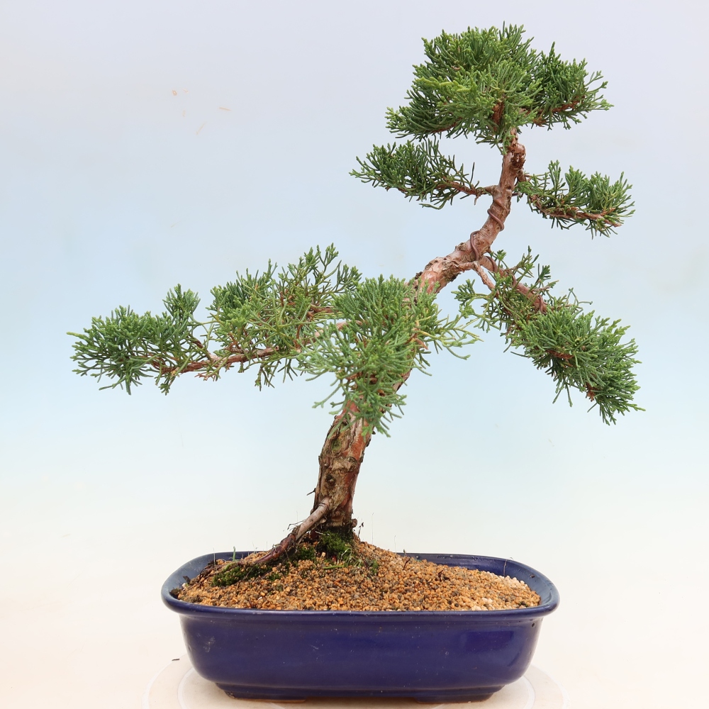 Bonsai voor buiten - Juniperus chinensis Kishu
