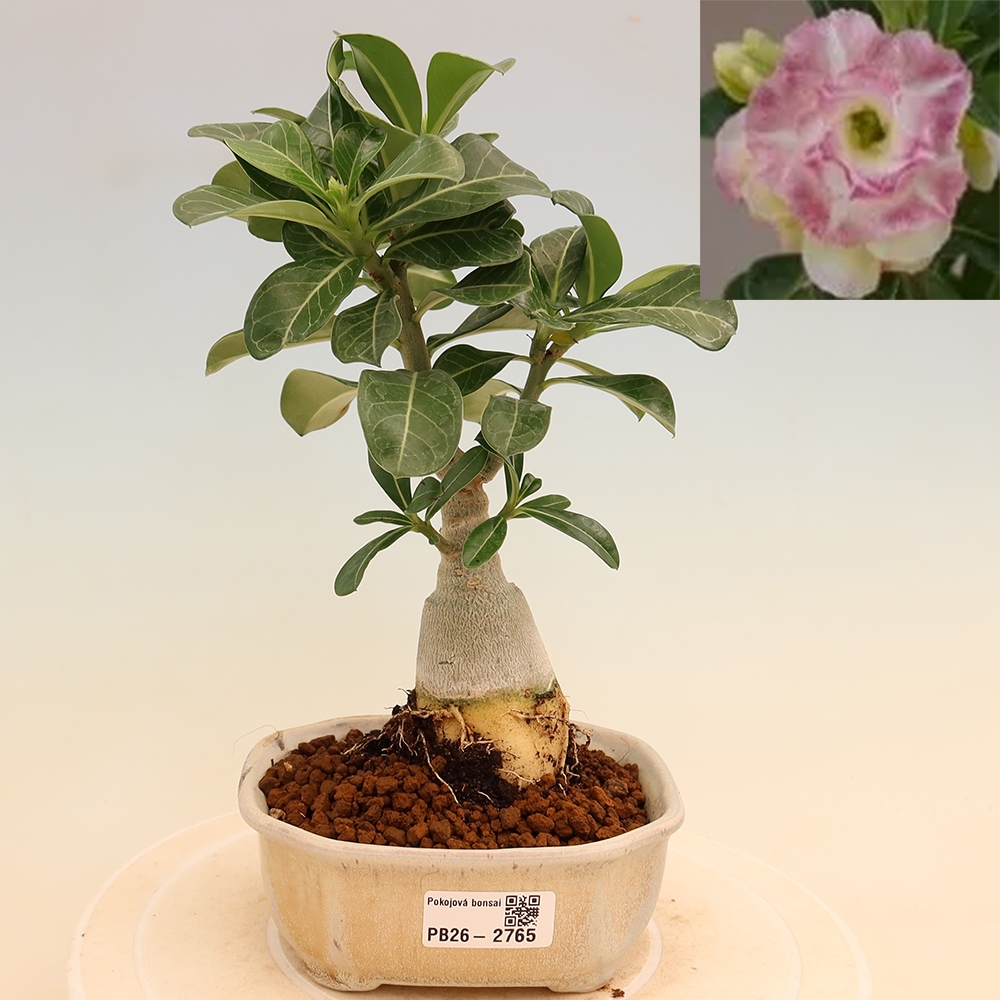 Kamerbonsai - Adenium obesum, geënt V.F.S.412  - Woestijnroos