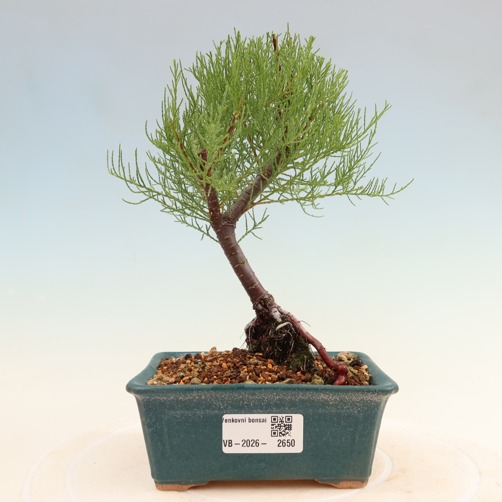 Bonsai voor buiten - Tamarisk - Tamarix