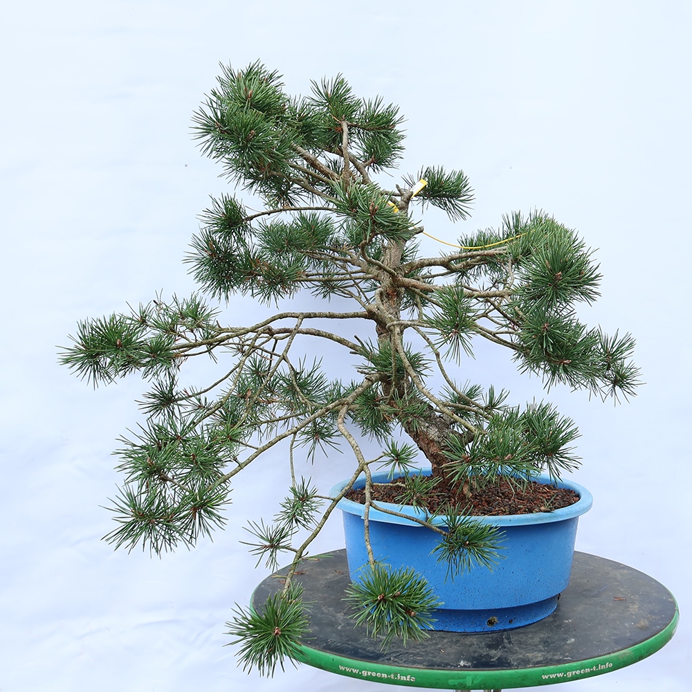 Pinus sylvestris Spanje - grove den