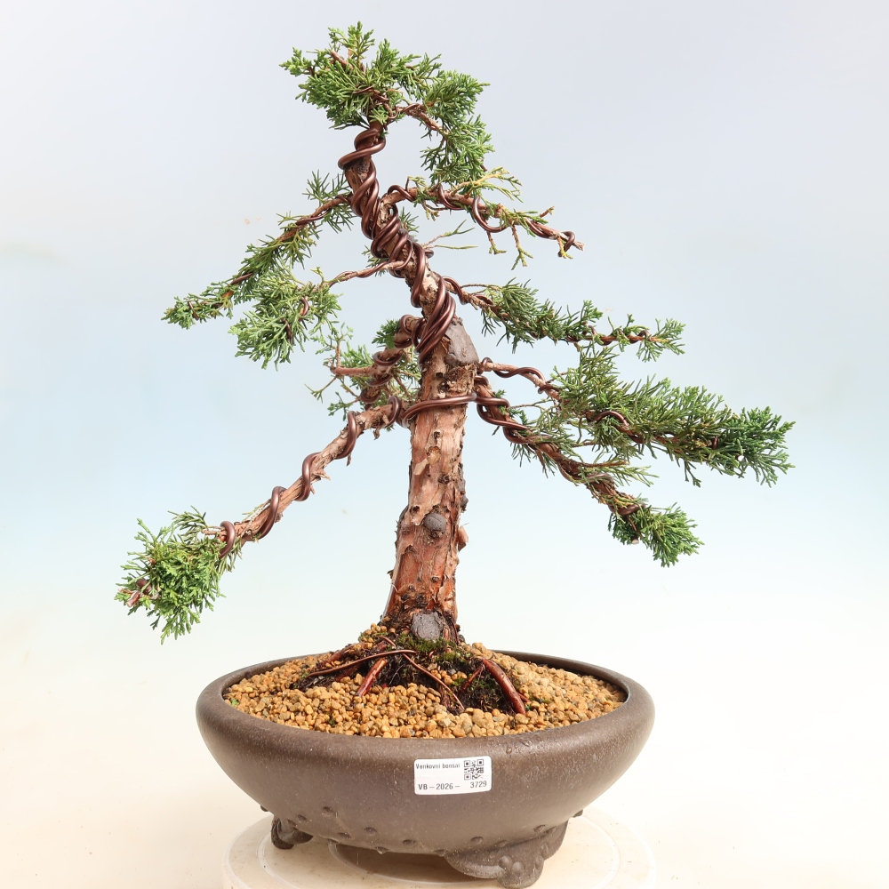 Bonsai voor buiten - Juniperus chinensis Kishu