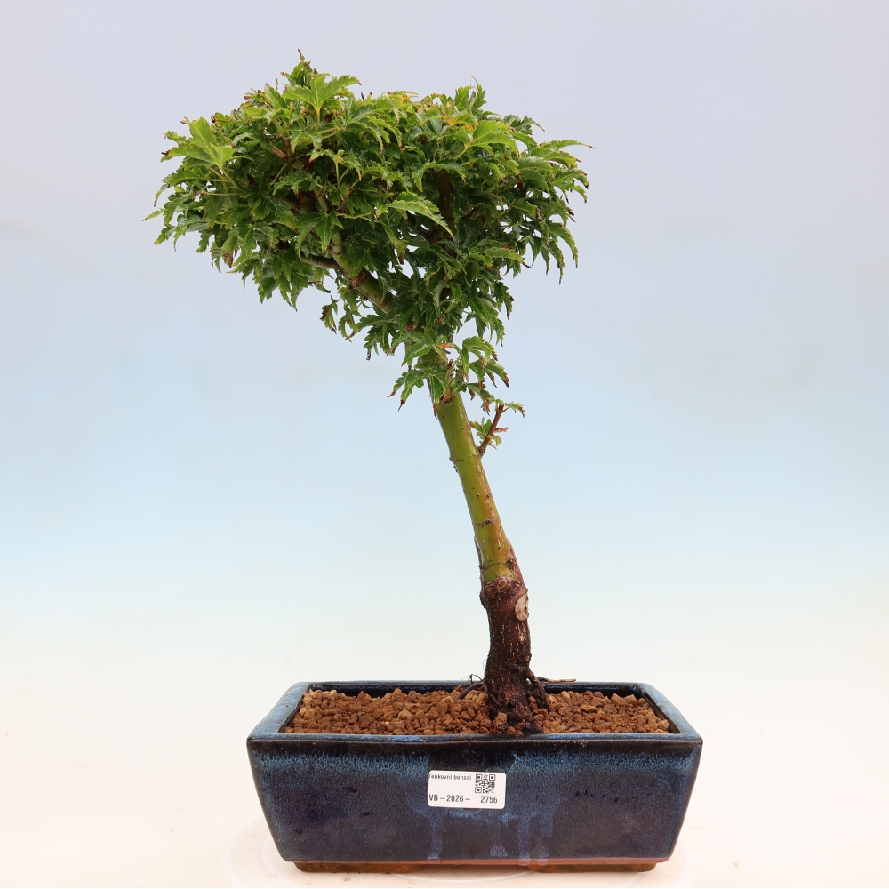 Bonsai voor buiten -Javor palm Acer palmatum Shishigashira