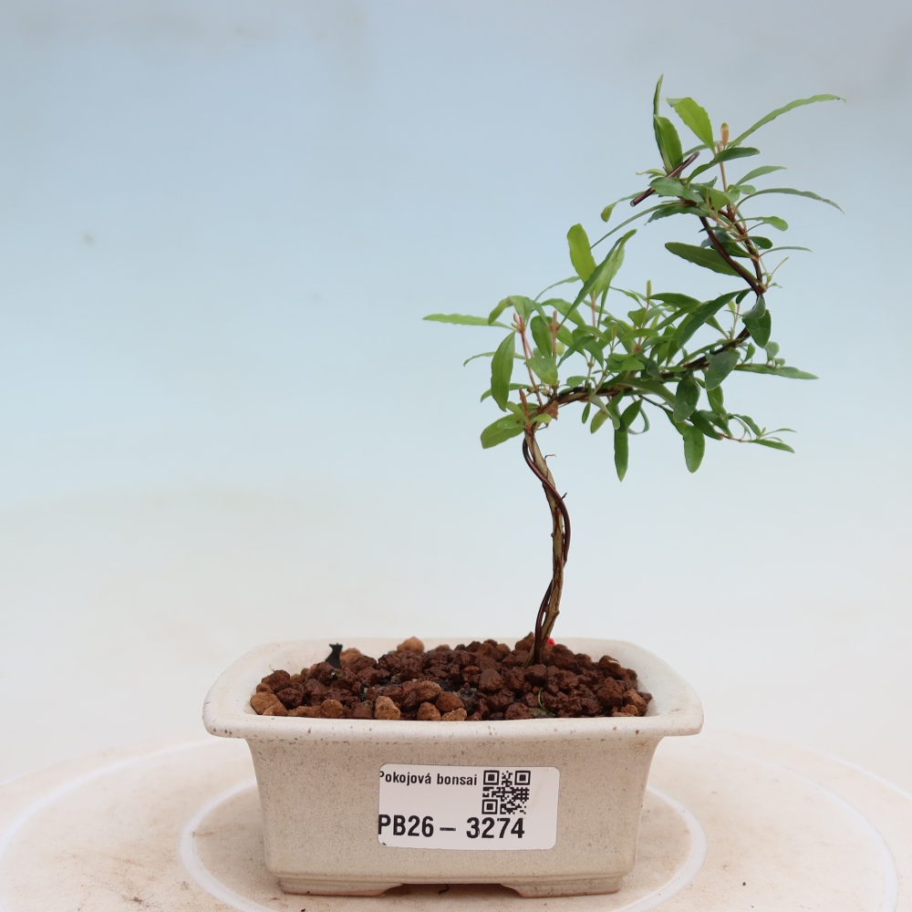 Kamerbonsai-PUNICA granatum nana-Granaatappel